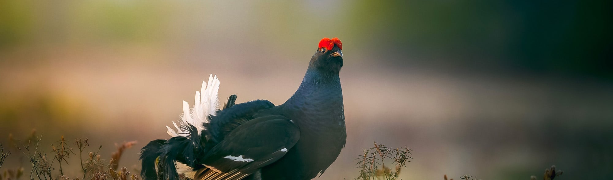 Observer les oiseaux en Savoie