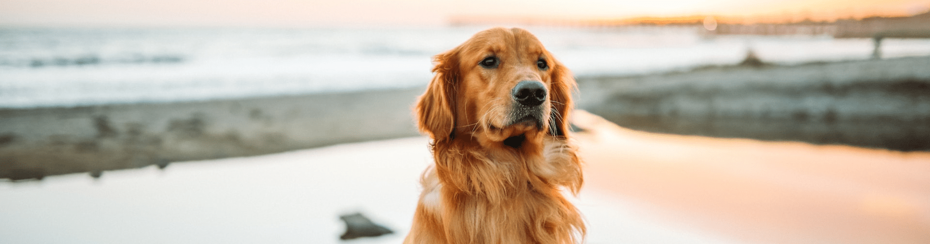 3 conseils pour partir en vacances avec son chien