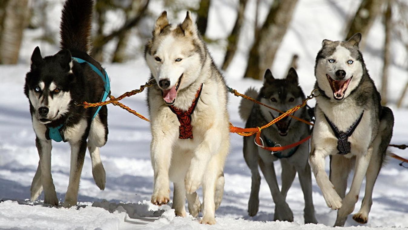 chiens de traineau