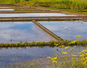 Marais salants