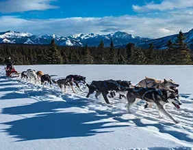 Chiens de traîneaux