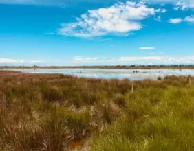 camargue