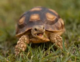 tortue