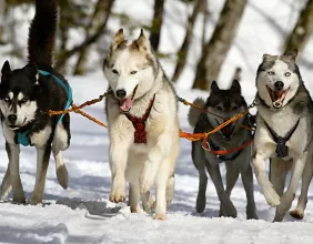 chiens de traineau