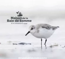 maison de la baie de somme, oiseau du parc du marquenterre